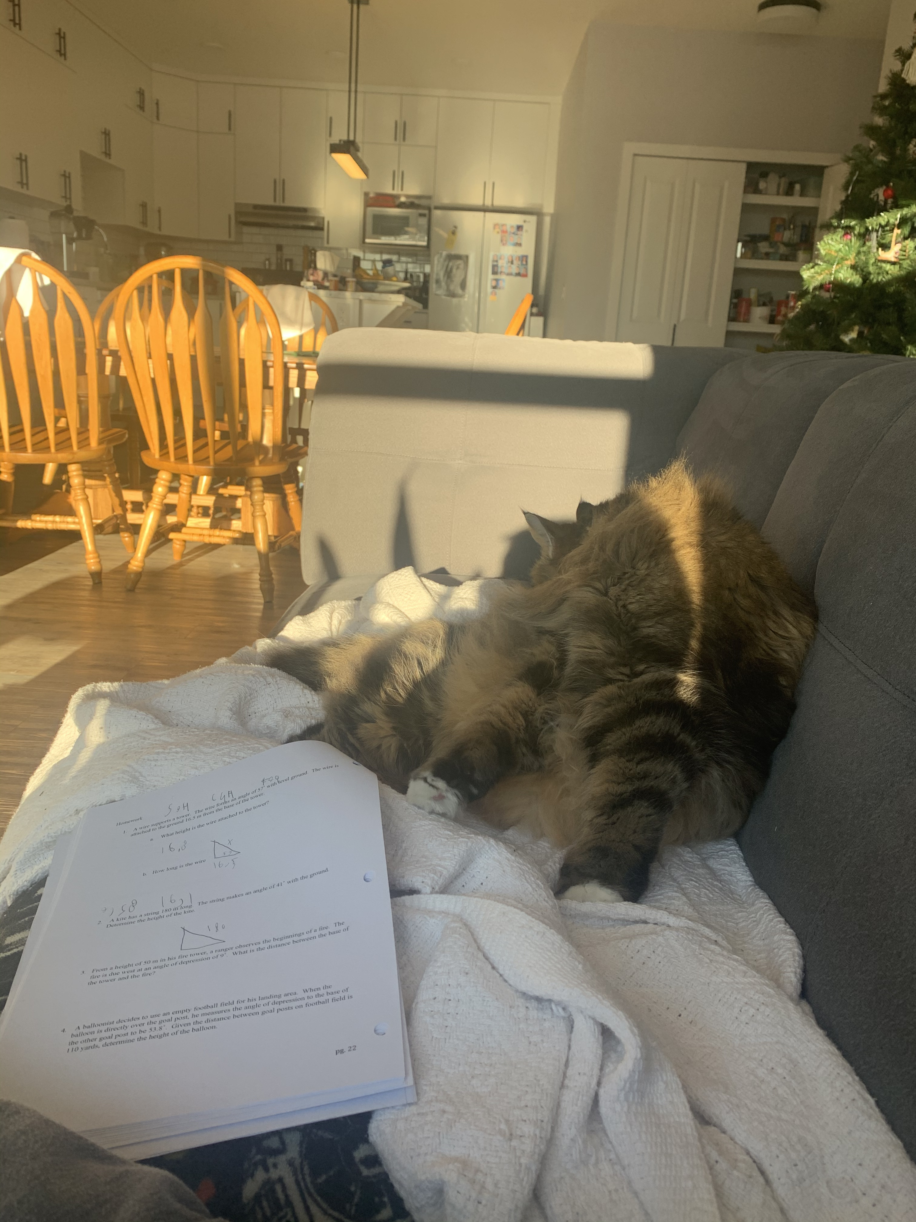 Picture of cat inside